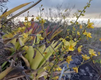 Tráfico de orquídeas: suspeito foi flagrado com 120 mudas e multado em R$ 72 mil