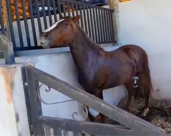 Ração que matou cavalos em Alagoas já fez 122 vítimas no Brasil