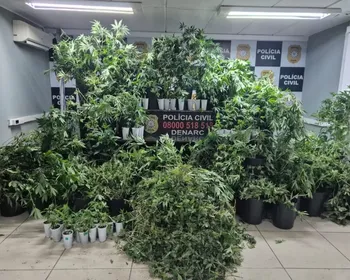 Polícia encontra estufa com 88 pés de maconha