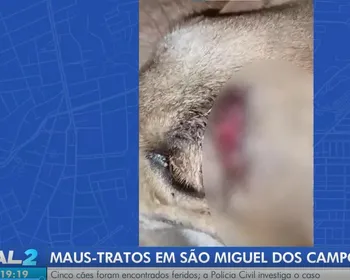 Cinco cães são encontrados feridos e caso de maus-tratos revolta cidade de Alagoas