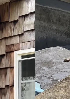 Casal compra casa dos sonhos, mas encontra centenas de cobras
