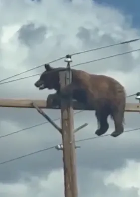 Urso morre após subir em poste de energia e ser eletrocutado