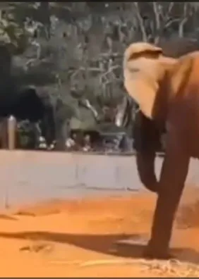 Veja o momento em que mulher invade recinto de elefante no zoo