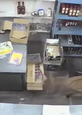 Vídeo: Leopardo pula sobre balcão e ataca comerciante
