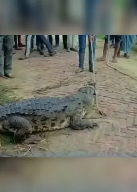 VÍDEO: menino de 12 anos é arrastado e devorado por crocodilo na Índia