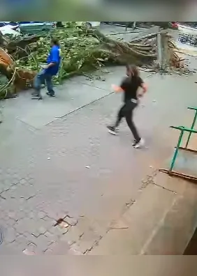 Vídeo mostra homem escapando por milagre de árvore que despencou durante vendaval
