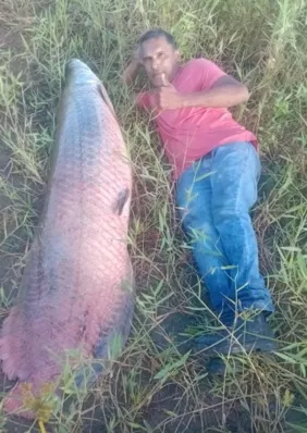 Pescador fisga pirarucu de 77 quilos em Rio Largo e brinca: "O frito está garantido"