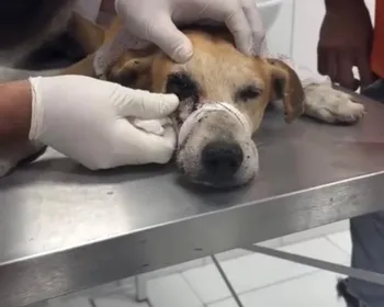 Cachorro é baleado no olho com espingarda de chumbo em União dos Palmares