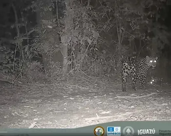 Câmera flagra onça-pintada filhote 'fazendo dengo' para chamar a atenção da mãe