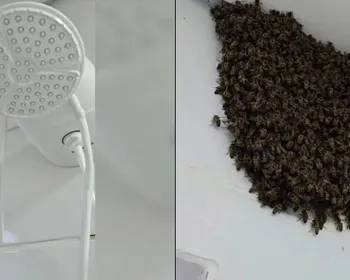 Enxame de abelhas invade banheiro de apartamento e assusta moradora