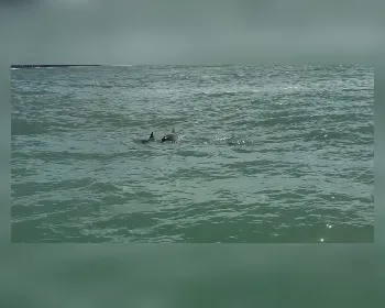 Grupo de golfinhos 'passeia' pela Praia da Avenida e encanta banhistas