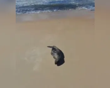 Lobo-marinho é avistado em praia do Litoral Sul de Alagoas; vídeo
