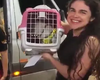 Mimo está de volta: gato que percorreu mais de 600 km reencontra tutora em Arapiraca