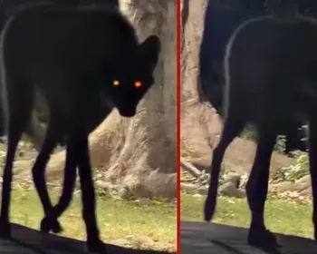 "Mito do lobisomem": Lobo-guará caminha na escuridão e se aproxima de hóspede