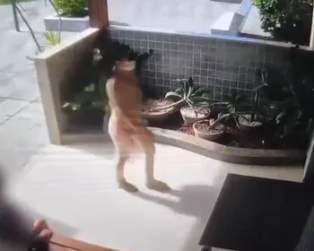 VÍDEO: mulher passa por portaria de condomínio, entra em apartamento de idosa e leva R$ 13 mil