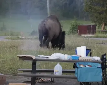Turista fica em estado grave após ser atacado por um bisonte em parque