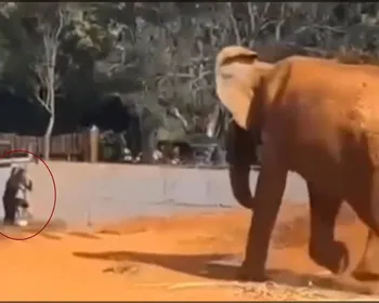 Veja o momento em que mulher invade recinto de elefante no zoo