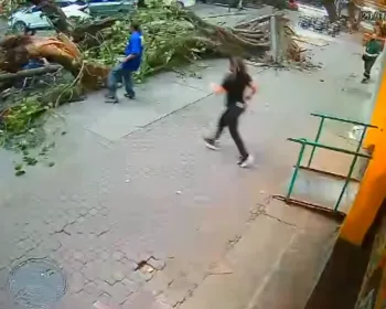Vídeo mostra homem escapando por milagre de árvore que despencou durante vendaval