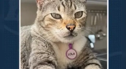 Tutores pedem ajuda para encontrar animais desaparecidos em Maceió; veja como ajudar!