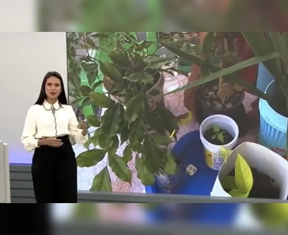 Casos prováveis de dengue e chikungunya aumentam mais de 25% em Alagoas