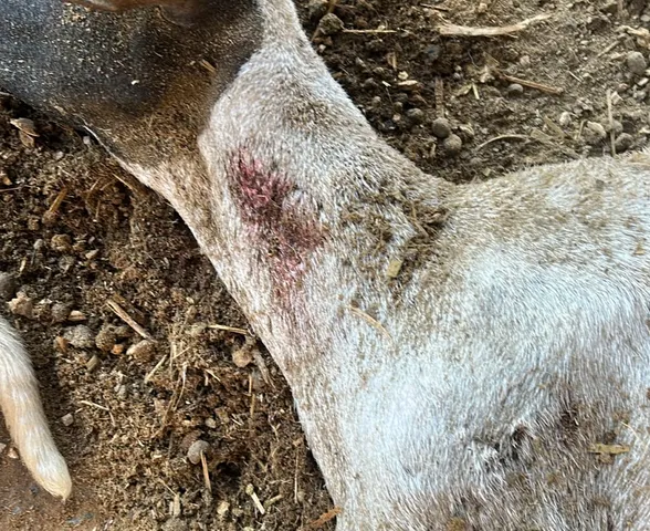 'Chupa-cabra' volta a atacar rebanho e matar ovelhas no Agreste de Alagoas