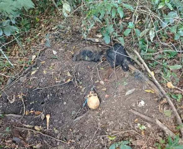Ossada humana é encontrada em área de mata na zona rural de Coruripe