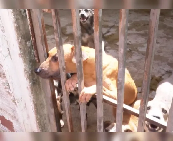 Após 20 anos de atuação, Projeto Acolher encerra atividades e busca ajuda para animais