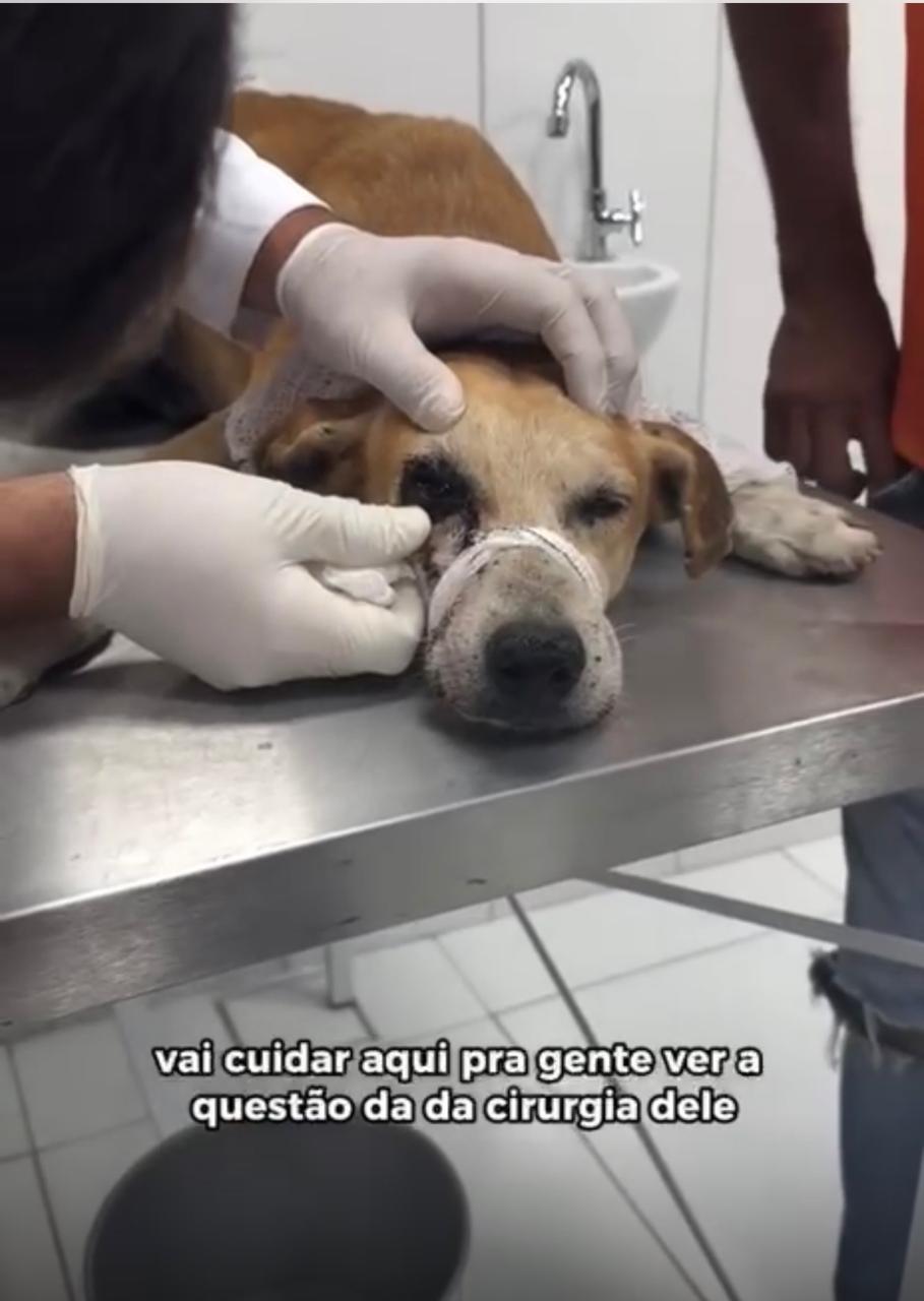 Suspeito de atirar em cachorro se apresenta à polícia e nega disparo em União dos Palmares