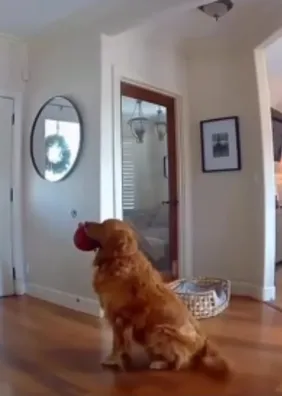 Golden retriever surpreende ao receber ladrão com brinquedo na boca