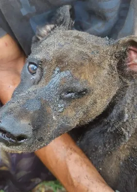 Mulher ateia fogo em barraco com cachorro dentro no DF