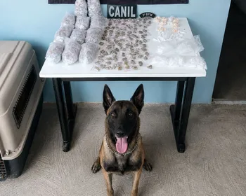 Cães farejadores ajudam PM a apreender mais de 800g de drogas em Arapiraca