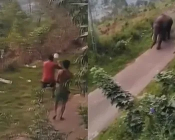 Elefante selvagem avança contra grupo de turistas após ser provocado para tirar fotos na Índia
