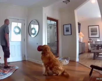 Golden retriever surpreende ao receber ladrão com brinquedo na boca