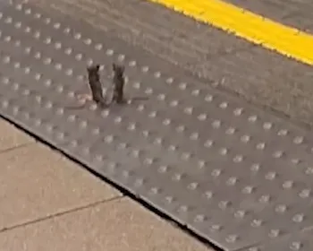 Luta entre ratos no metrô de Londres viraliza