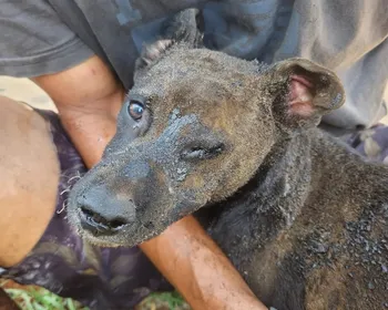 Mulher ateia fogo em barraco com cachorro dentro no DF