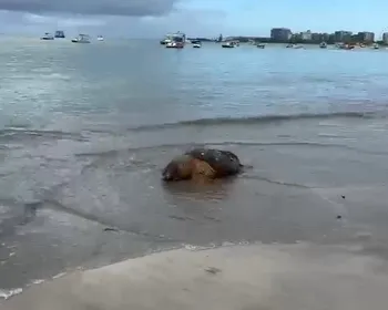 Tartaruga-cabeçuda é encontrada morta na Ponta Verde, em Maceió