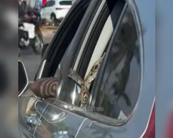 Vídeo: Jiboia é flagrada “passeando” de carro durante trânsito