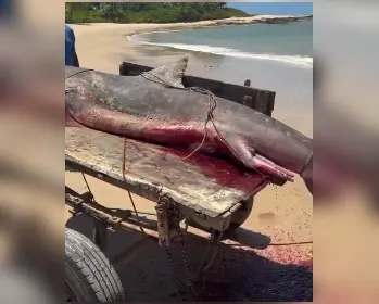 VÍDEO: Tubarão-tigre de mais de 2 metros é capturado por pescadores em Coruripe