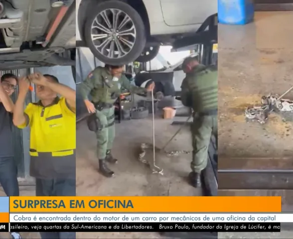 Jiboia é encontrada dentro do motor de carro em oficina de Maceió