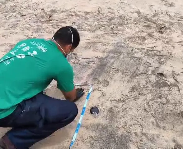 Manchas de óleo são registradas no litoral sul de AL um dia após ocorrência em Maceió