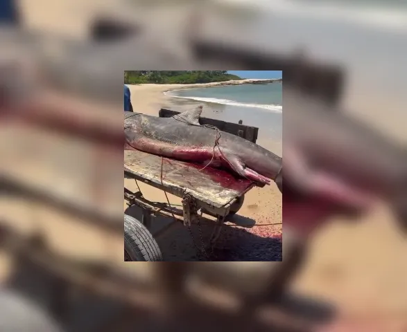 VÍDEO: Tubarão-tigre de mais de 2 metros é capturado por pescadores em Coruripe