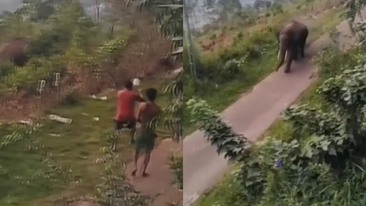 Elefante selvagem avança contra grupo de turistas após ser provocado para tirar fotos na Índia