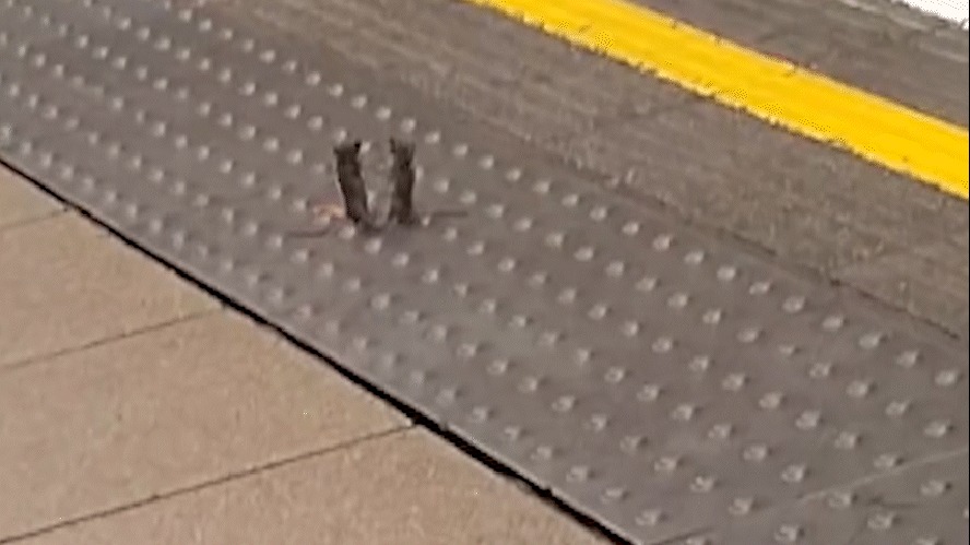 Luta entre ratos no metrô de Londres viraliza