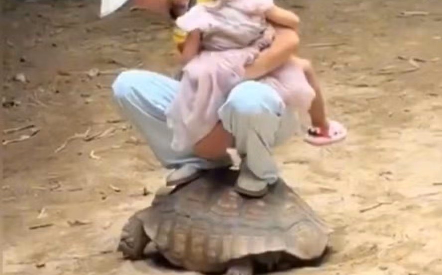 Mulher sobe em tartaruga e ri enquanto animal tenta se locomover