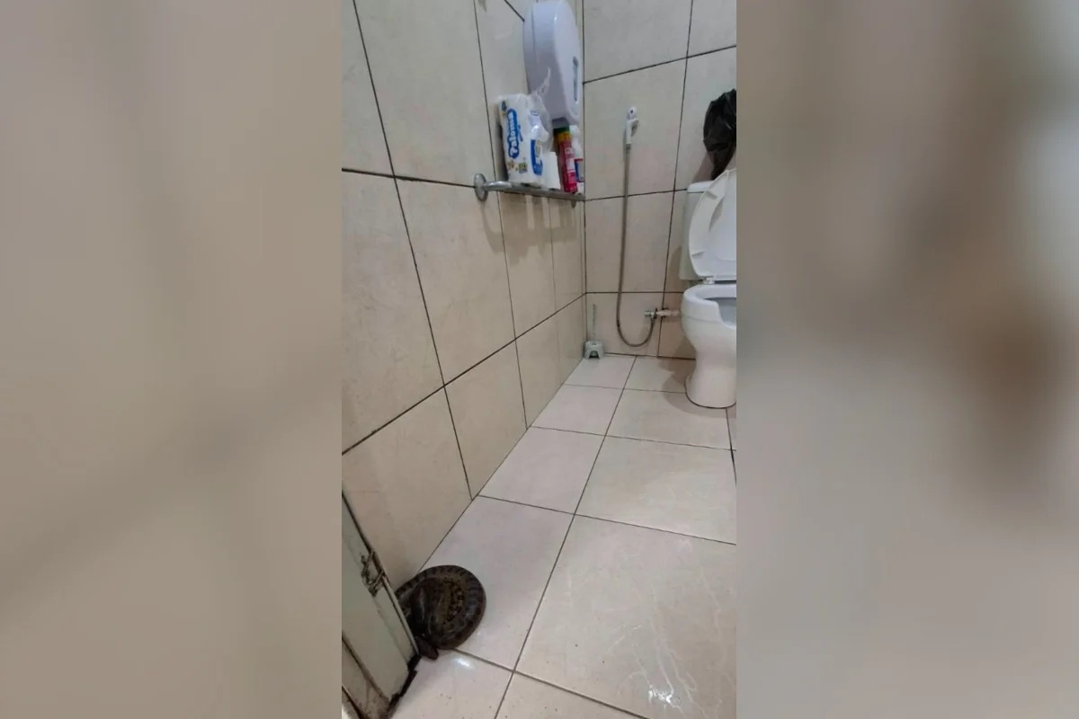 Sucuri é encontrada em banheiro de escola; Veja vídeo