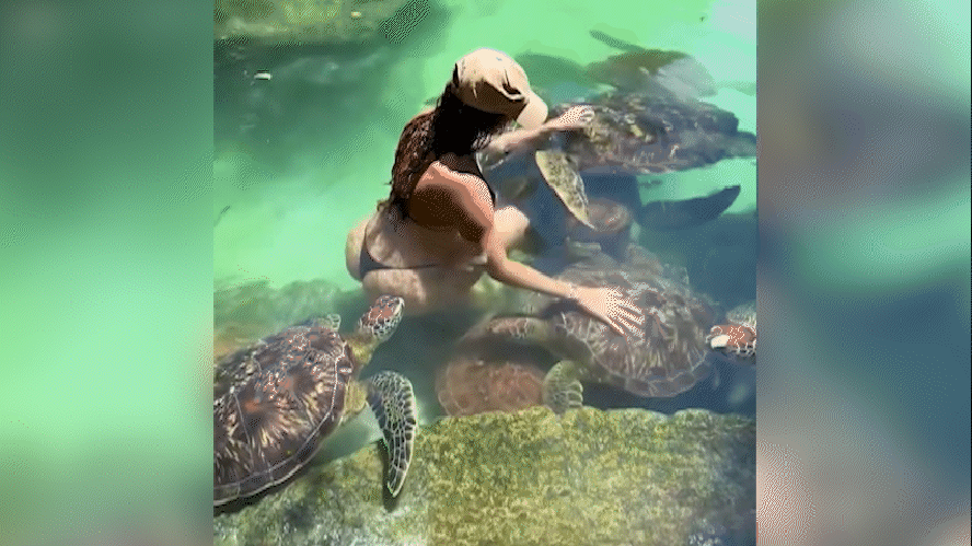 Tartaruga morde nádega de modelo durante ensaio em piscina natural