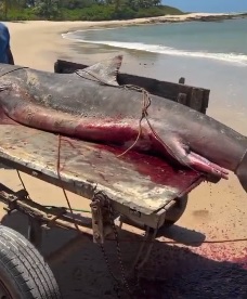 VÍDEO: Tubarão-tigre de mais de 2 metros é capturado por pescadores em Coruripe