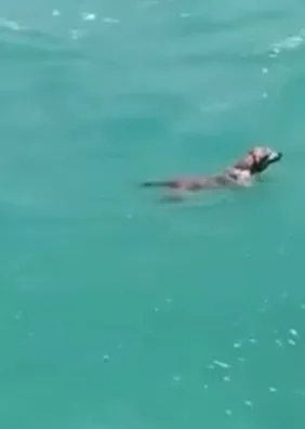 Cachorro é flagrado nadando atrás de jet ski na Praia de Jatiúca