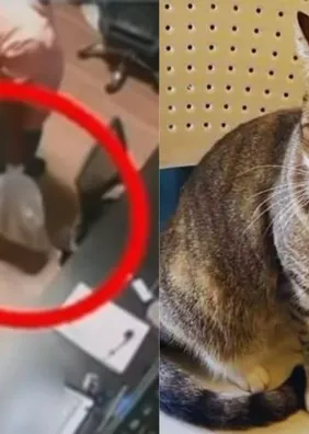 Ministério Público denuncia e pede prisão preventiva dos acusados da morte da gata Camila Regina