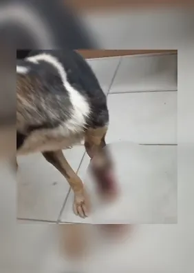 Morte de cão e denúncias de agressões levam ao indiciamento de 2 mulheres em Maceió
